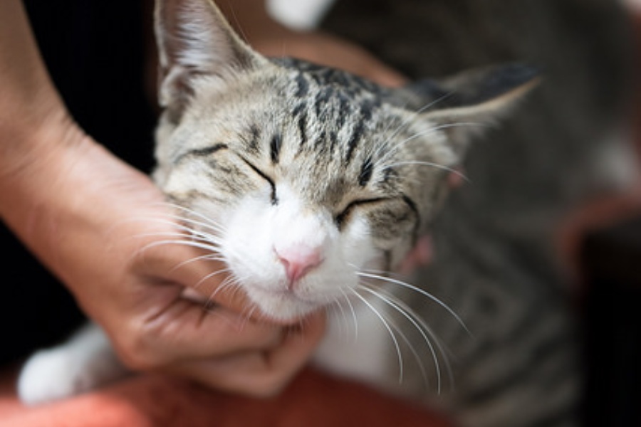 Warum schnurrt eine Katze?